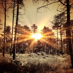 Magic lights in the forest