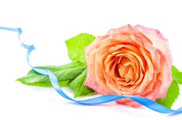 Rose flower with blue ribbon on white background