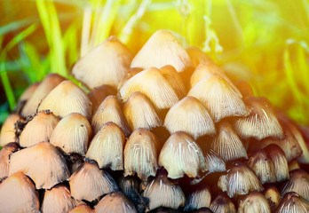 Group of mushrooms in forest
