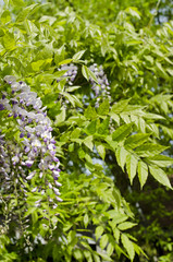 wisteria bloom