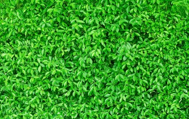 Green Color of The Horizontal Leaves Background
