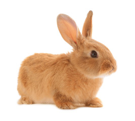Fototapeta premium Little rabbit isolated on white