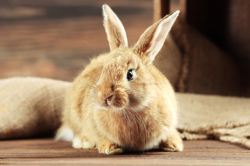 Little rabbit on wooden background