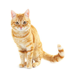 Portrait of red cat isolated on white