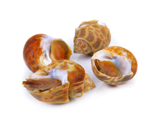 spotted babylon isolated on white background