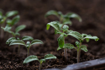 tomato seedling