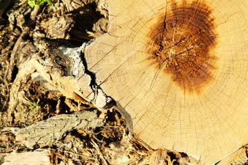 Tree stump close up