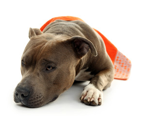 American Staffordshire Terrier with towel isolated on white