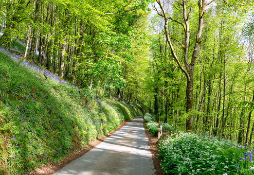 Woodland Road