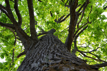 Oak trunk