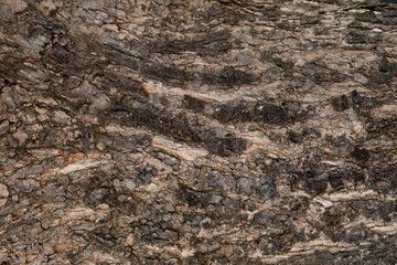 Elegant Horizontal Texture of The Plank Wood