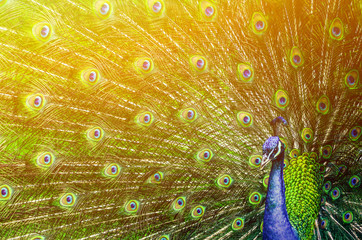Obraz premium Paw z pięknymi wielobarwnymi piórami