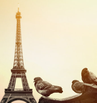 Fototapeta Pigeons against Eiffel tower - Paris France