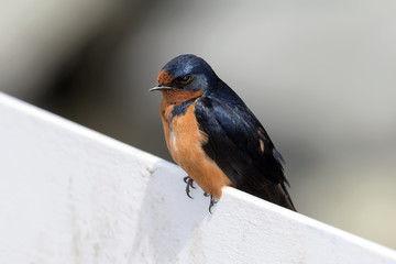 Swallow Bird Portrait