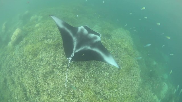Manta Ray and Cleaning Station
