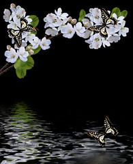 Flowering branch of cherry isolated on a black background