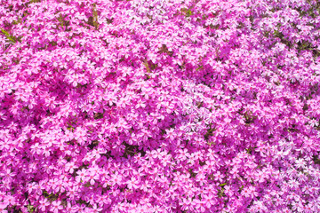 Close - up beautiful pink moss in spring season