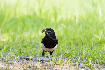 Eurasian Magpie eating earthworm