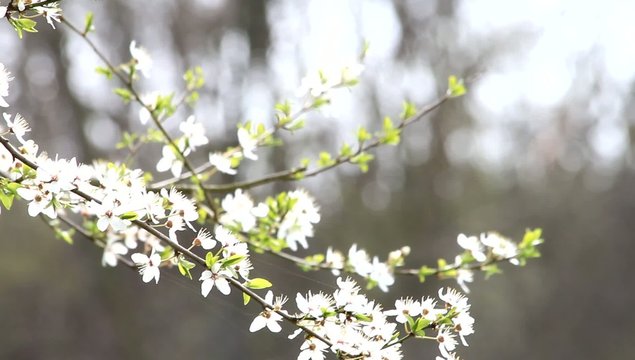  white plum tree blossoms
