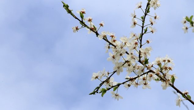  white plum tree blossoms against a blue sky 
