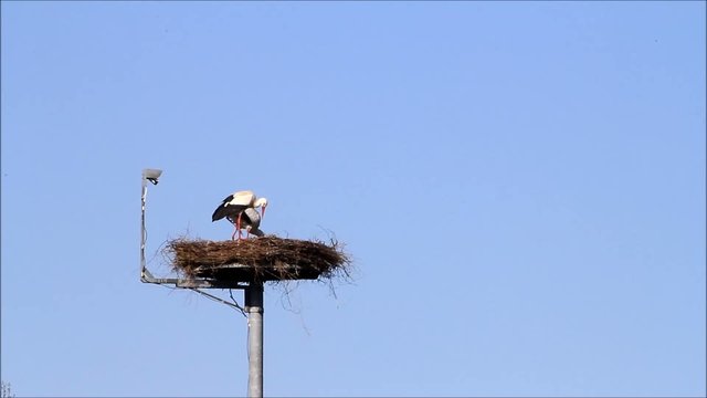 stork on nesting place, security camera, blue sky 
