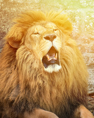 Angry African lion