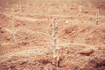 casava farm