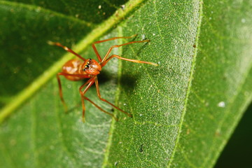 Kerengga ant-like jumper 