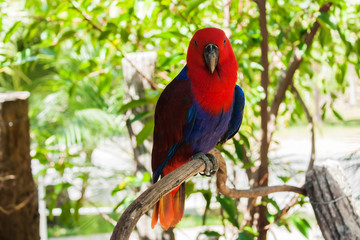 red parrots on boken background