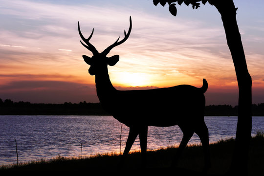Fototapeta Silhouettes of deer in lake water against orange sunset skyline background Wild life landscape