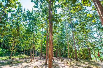 Fototapeta premium Looking Spring tree with blue sky background.