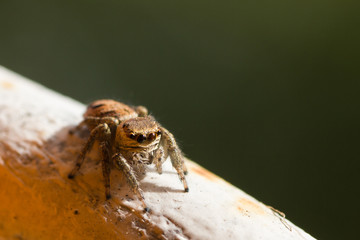 Jumping spider
