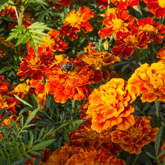 Marigold flowers