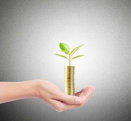 Tree growing from pile of coins