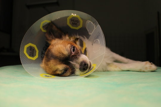 Sleeping dog with protective collar after surgery