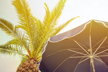 Obraz premium Parasol and palm trees against tropical blue skies