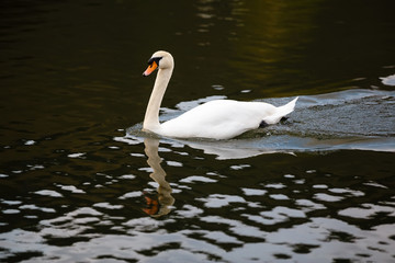 The white swan