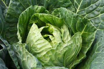 Fototapeta na wymiar Closeup green cabbages,Organic hydroponic vegetable garden