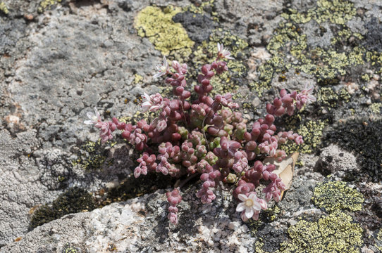 Stonecrop, Sedum brevifolium, growing on granite rocks