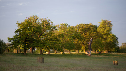 beautiful park in the early morning light