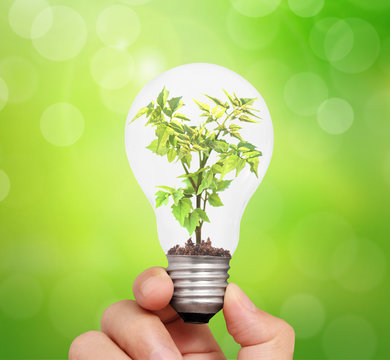 Hand holding light bulb with young green plant