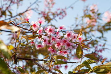 Sakura flowers blooming blossom in PhuLomLo Loei Province , Thai