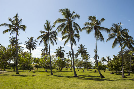 Palm Trees Golf Terrain In Cayo Levantado, Dominican Republic.