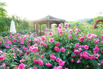 薔薇