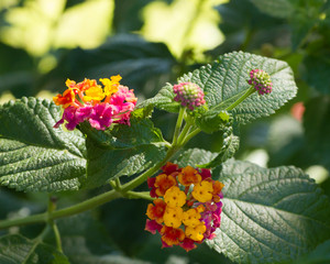 Lantana camara flowers