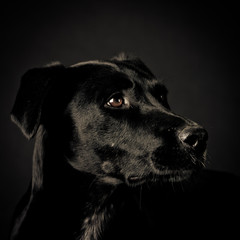 black dog (104)