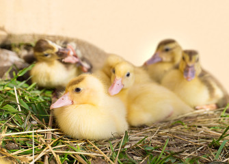 Little duckling looking at the camera