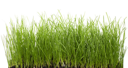 Fototapeta premium Grass on White - Stock image