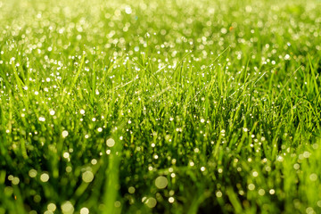 Sunny abstract green nature background. Selective focus