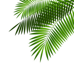 Obraz premium Palm Leaf Vector Illustration
